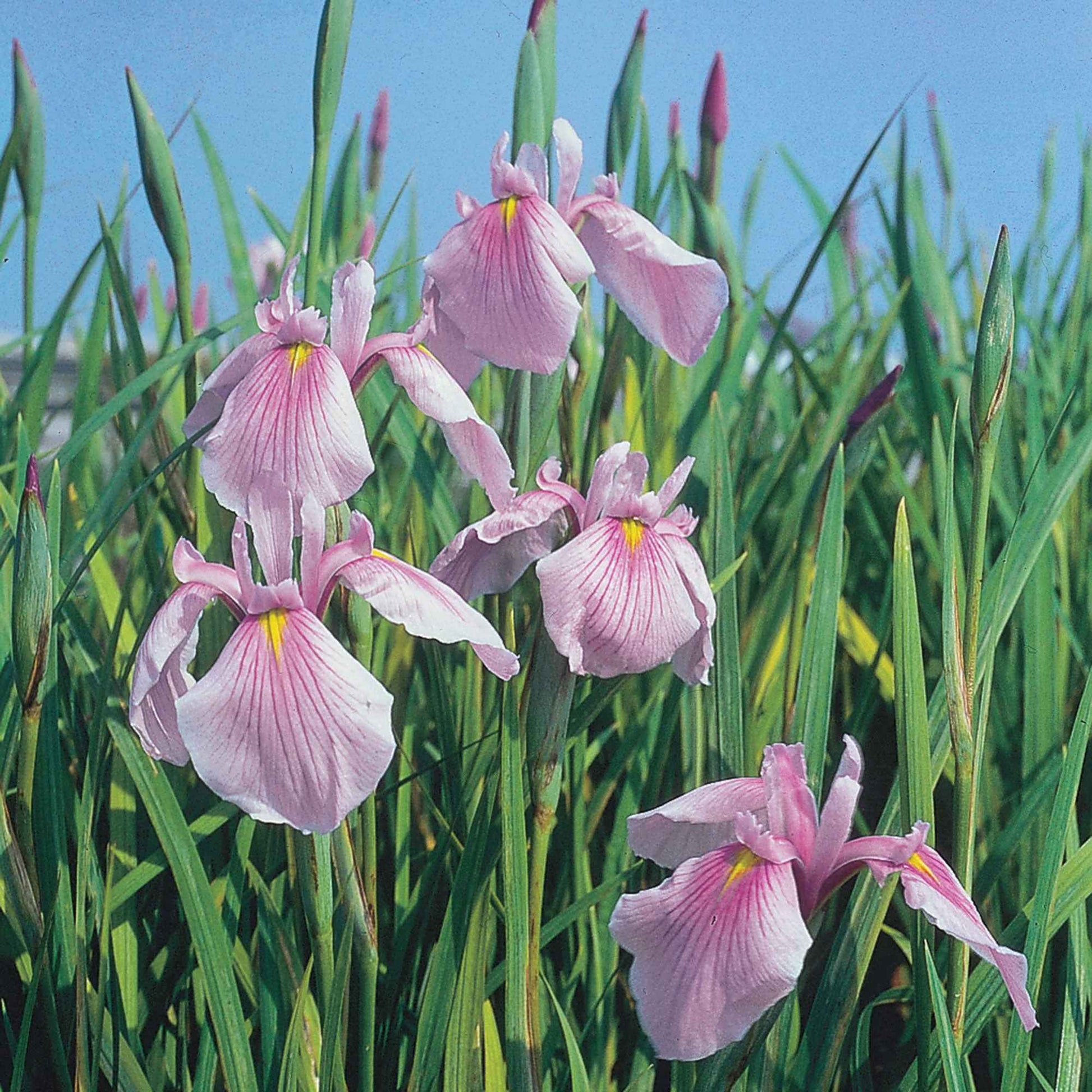 Iris du Japon Iris 'Rose Queen' rose - Plante des marais, Plante de berge - Bassin naturel