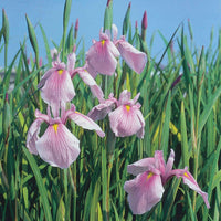 Iris du Japon Iris 'Rose Queen' rose - Plante des marais, Plante de berge - Bassin à plantes indigènes