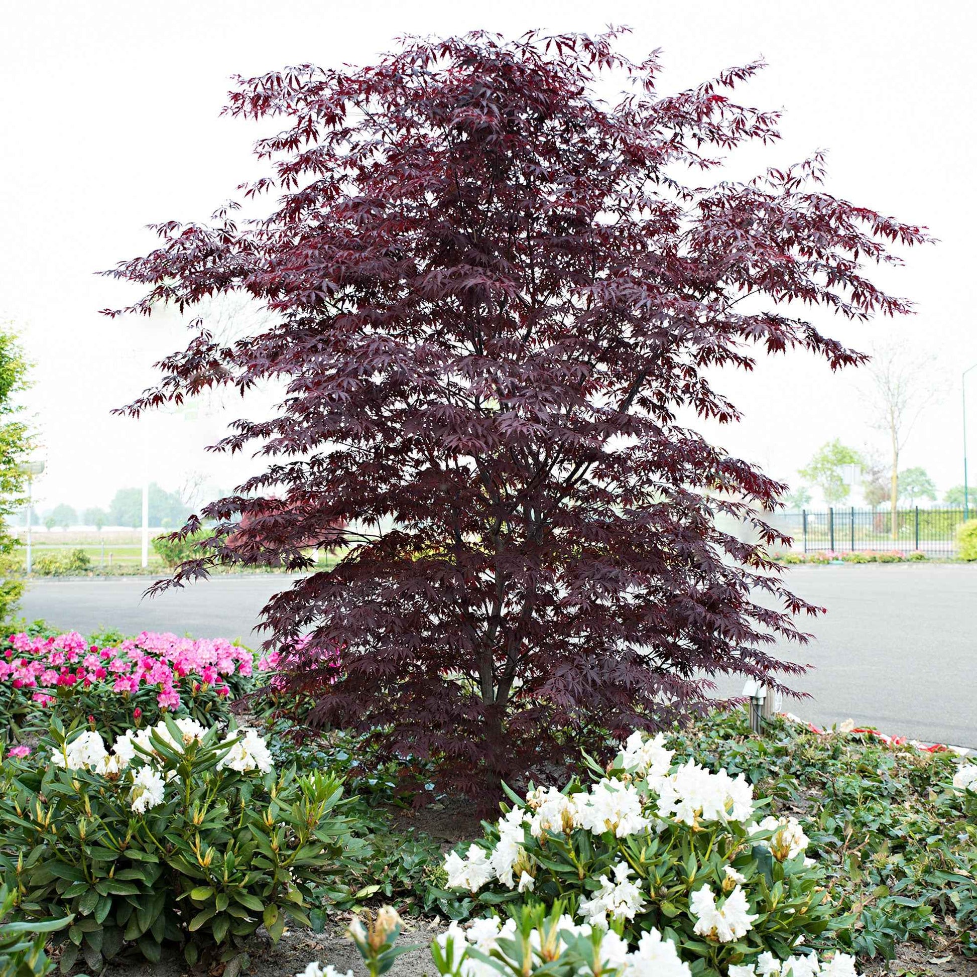Érable du Japon Acer 'Black Lace' rouge-violet - Arbustes