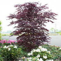 Érable du Japon Acer 'Black Lace' rouge-violet - Arbustes fleuris