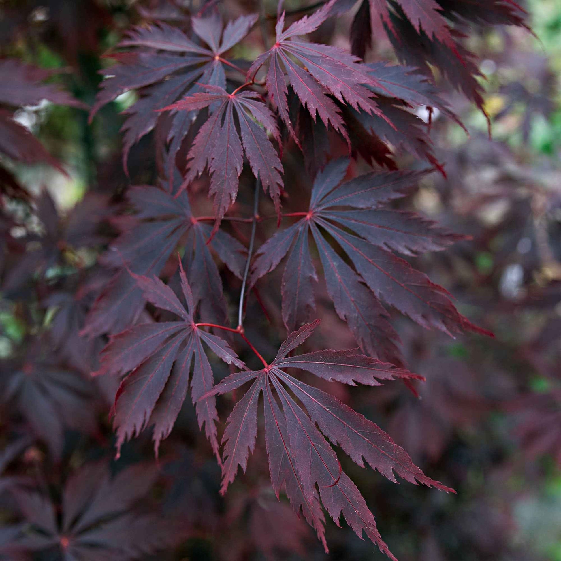 Érable du Japon Acer 'Black Lace' rouge-violet - Caractéristiques des plantes