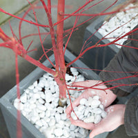 Érable du Japon Acer 'Sangokaku' vert-rouge - Caractéristiques des plantes