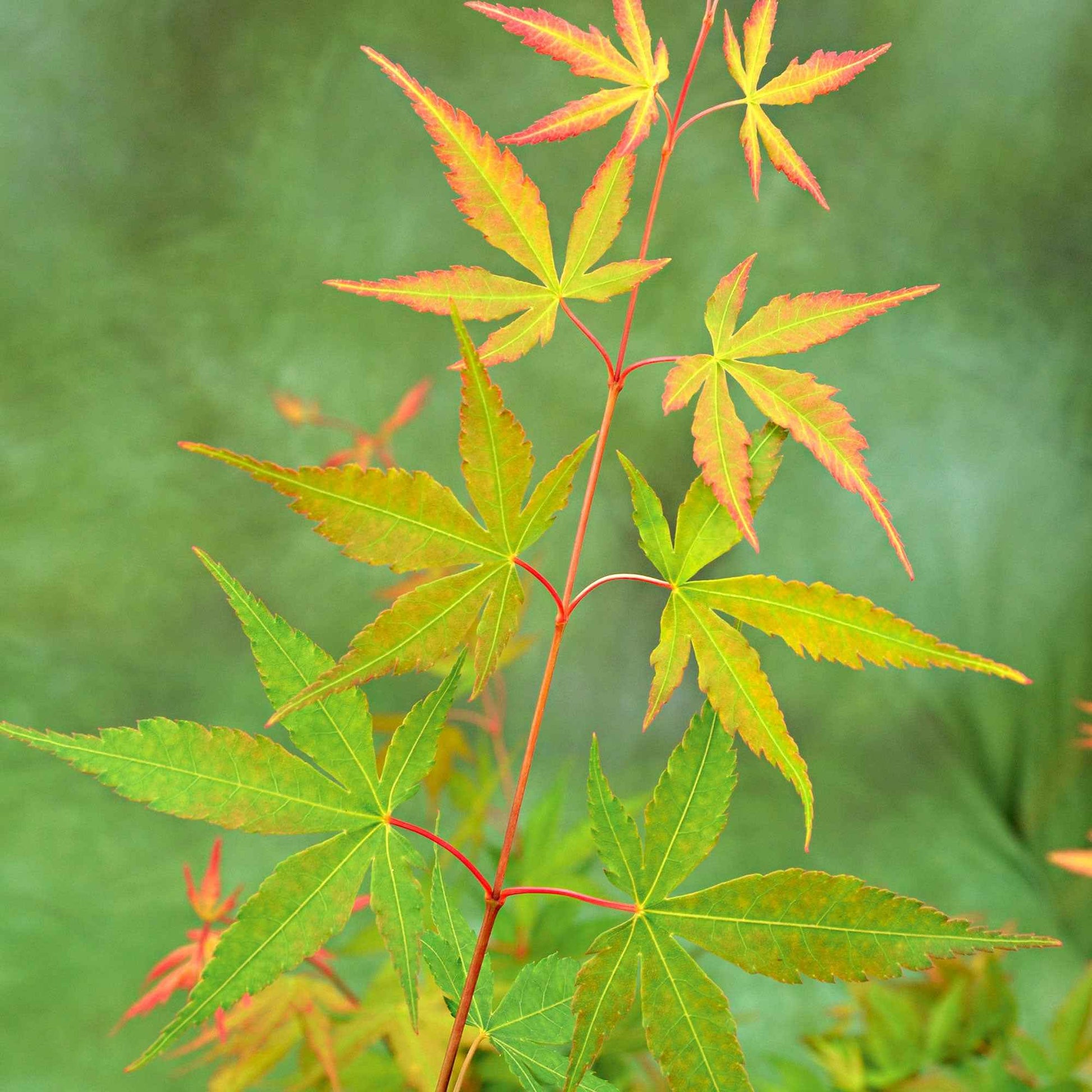 Érable du Japon Acer 'Sangokaku' vert-rouge - Espèces de plantes