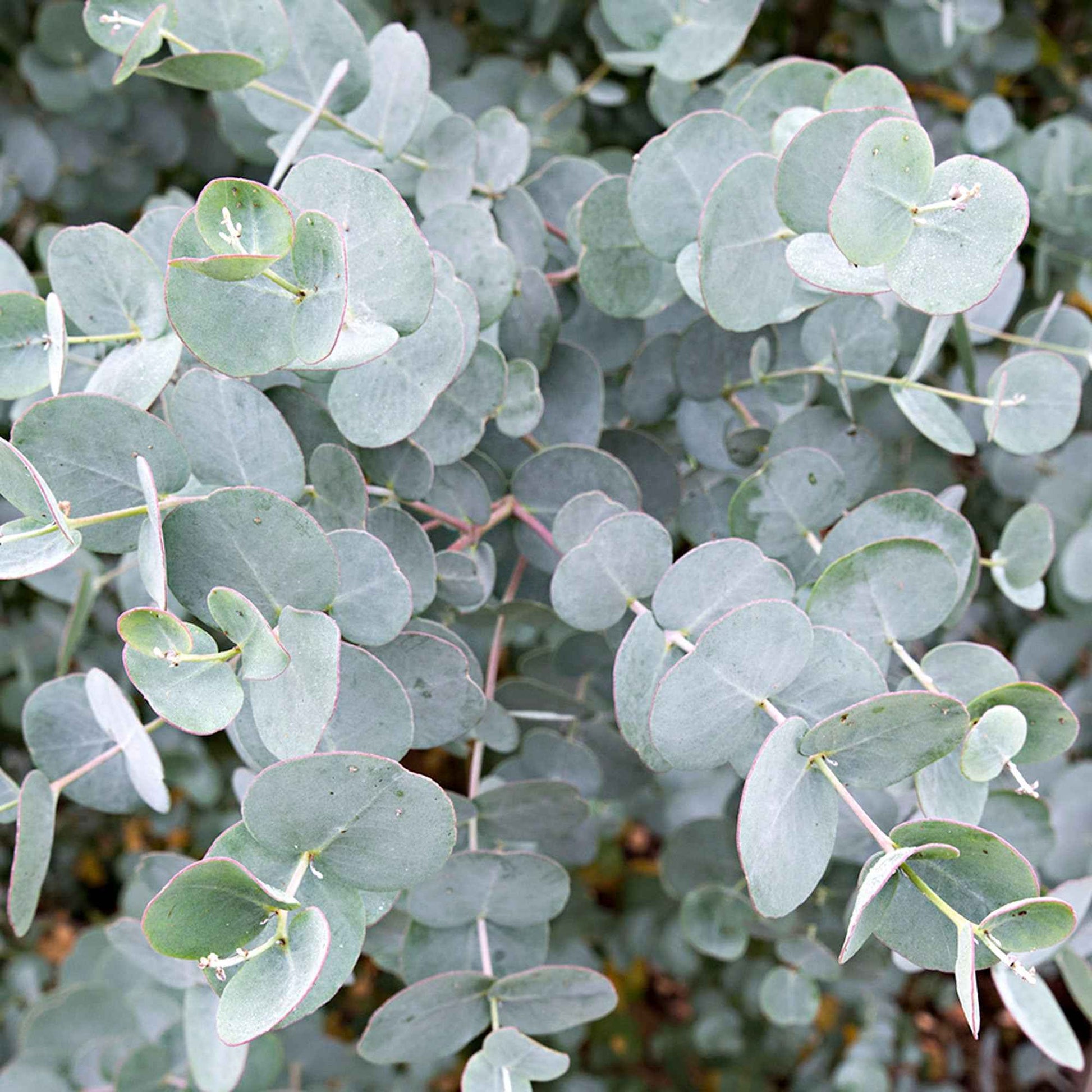 Gommier Eucalyptus gunnii 'Azura' blanc - Plantes rustiques