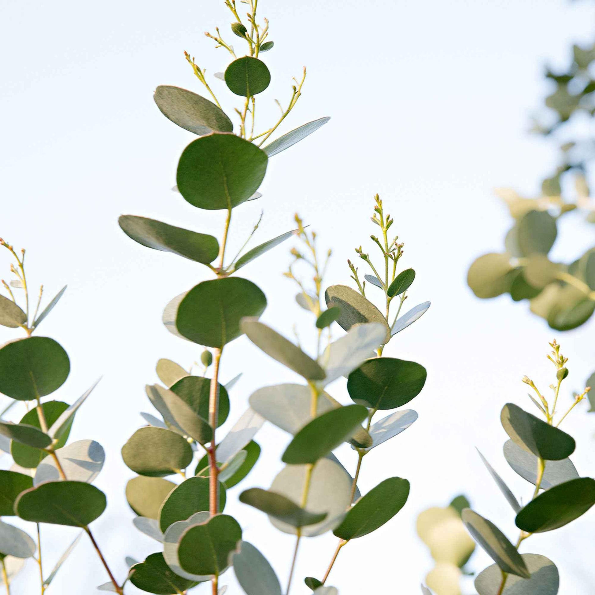 Gommier Eucalyptus gunnii 'Azura' blanc - Tous les arbres et les haies