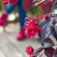 Loropétale de Chine 'Ever Red' rouge - Arbustes à feuillage persistant