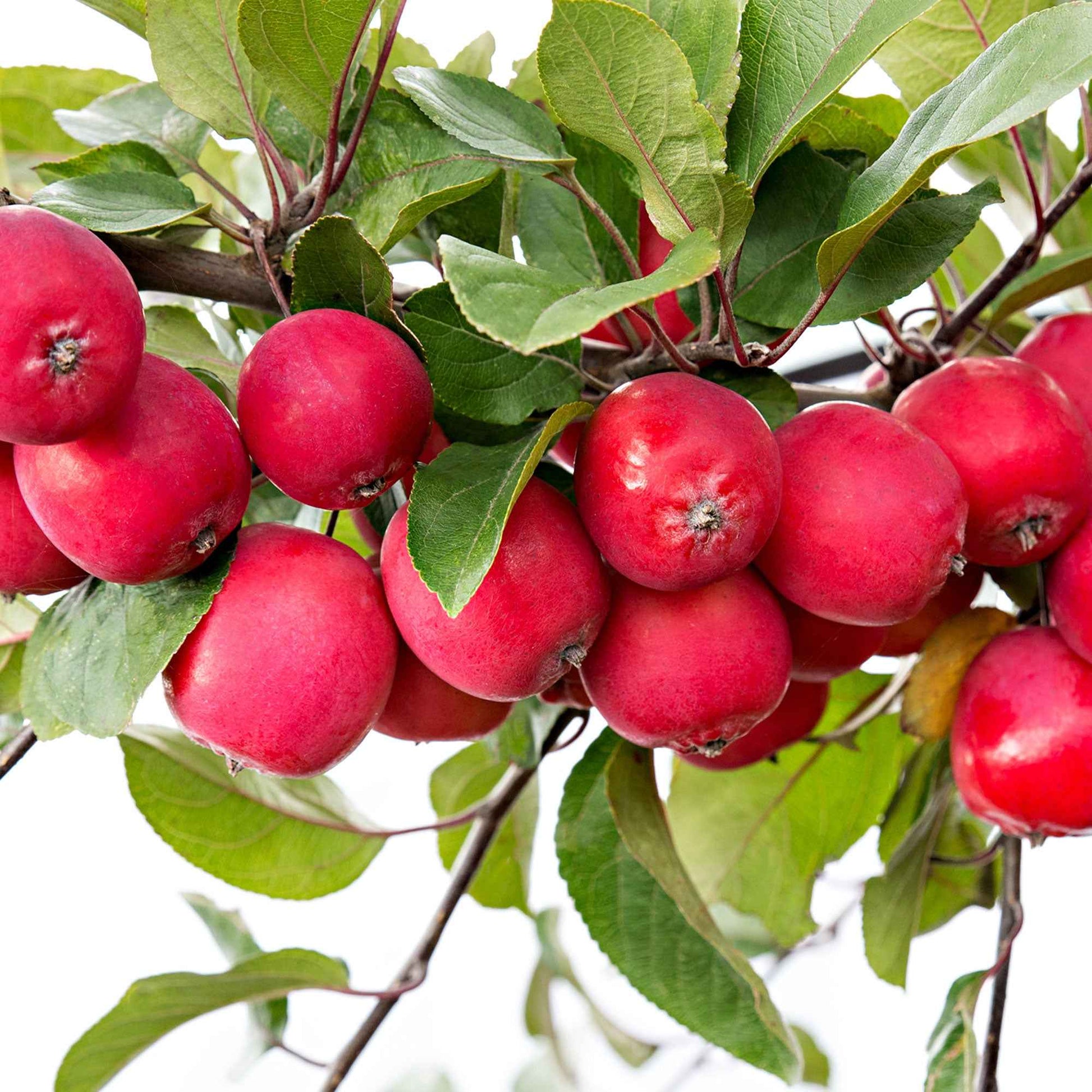 Pommier Malus 'Appletini' rouge - Fruits