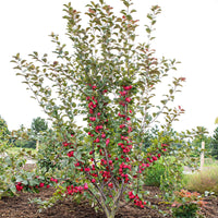 Pommier Malus 'Appletini' rouge - Arbres fruitiers