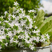 Campanule Poscharskyana Campanula 'Silberregen' Blanc - Bio - Plantes de jardin à feuillage persistant
