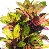 Croton Codiaeum XL - Plantes d'intérieur : les tendances actuelles