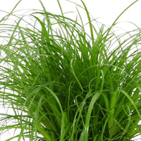 Herbe à chat Cyperus 'Zumula' - Plantes d'intérieur : les tendances actuelles