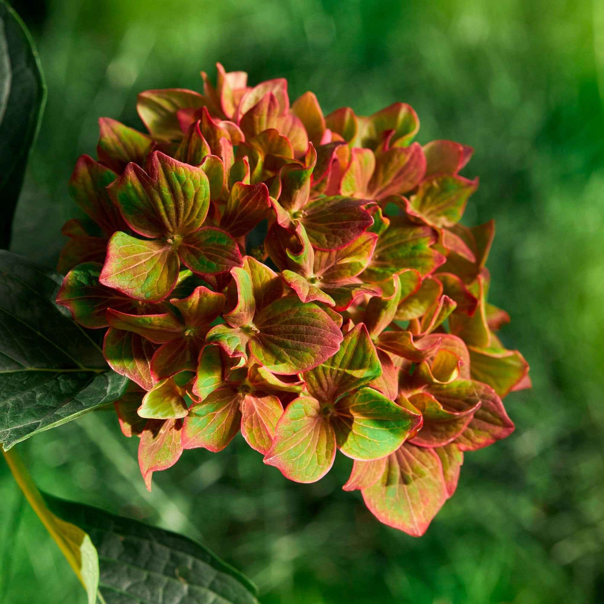 Hortensia paysan Hydrangea 'Vibrant Verde' Vert-Rose - Arbustes à fleurs