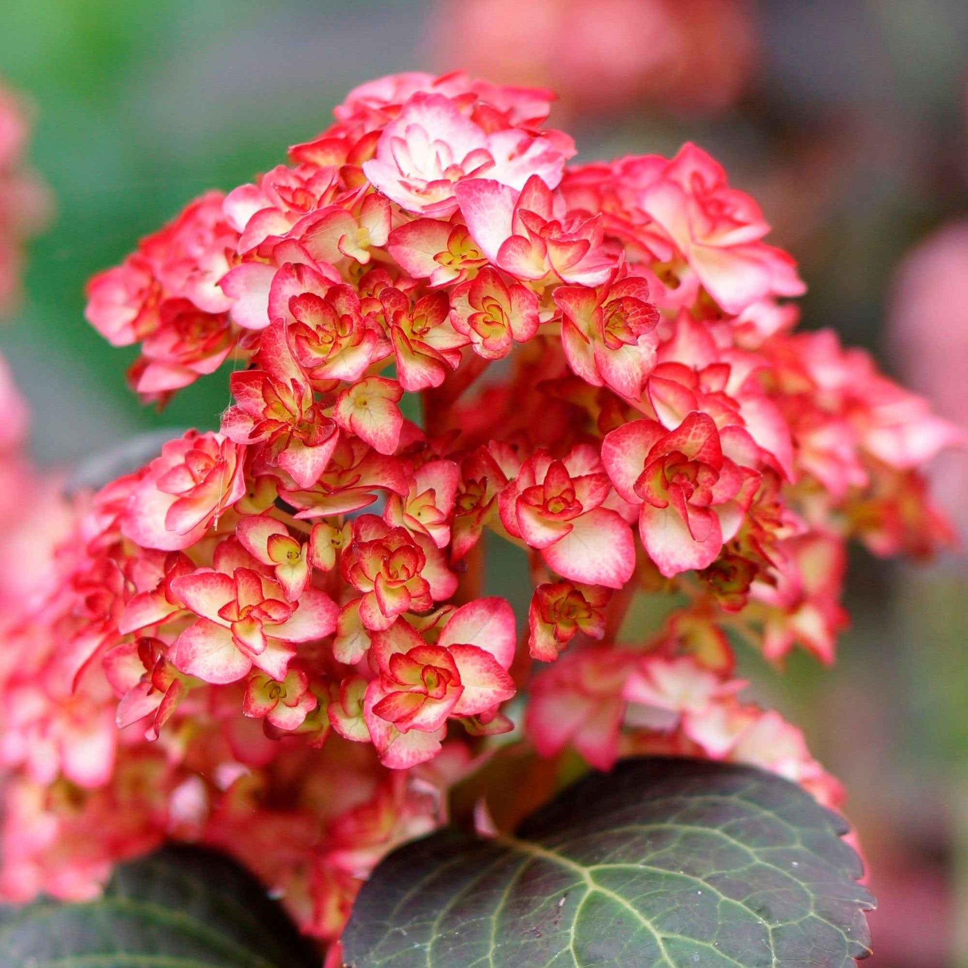 Hortensia paysan Hydrangea 'Rosso Glory' Rouge - Buissons fleuris