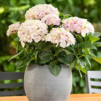 Hortensia paysan Hydrangea 'Elegant Rose' Rose - Arbustes fleuris