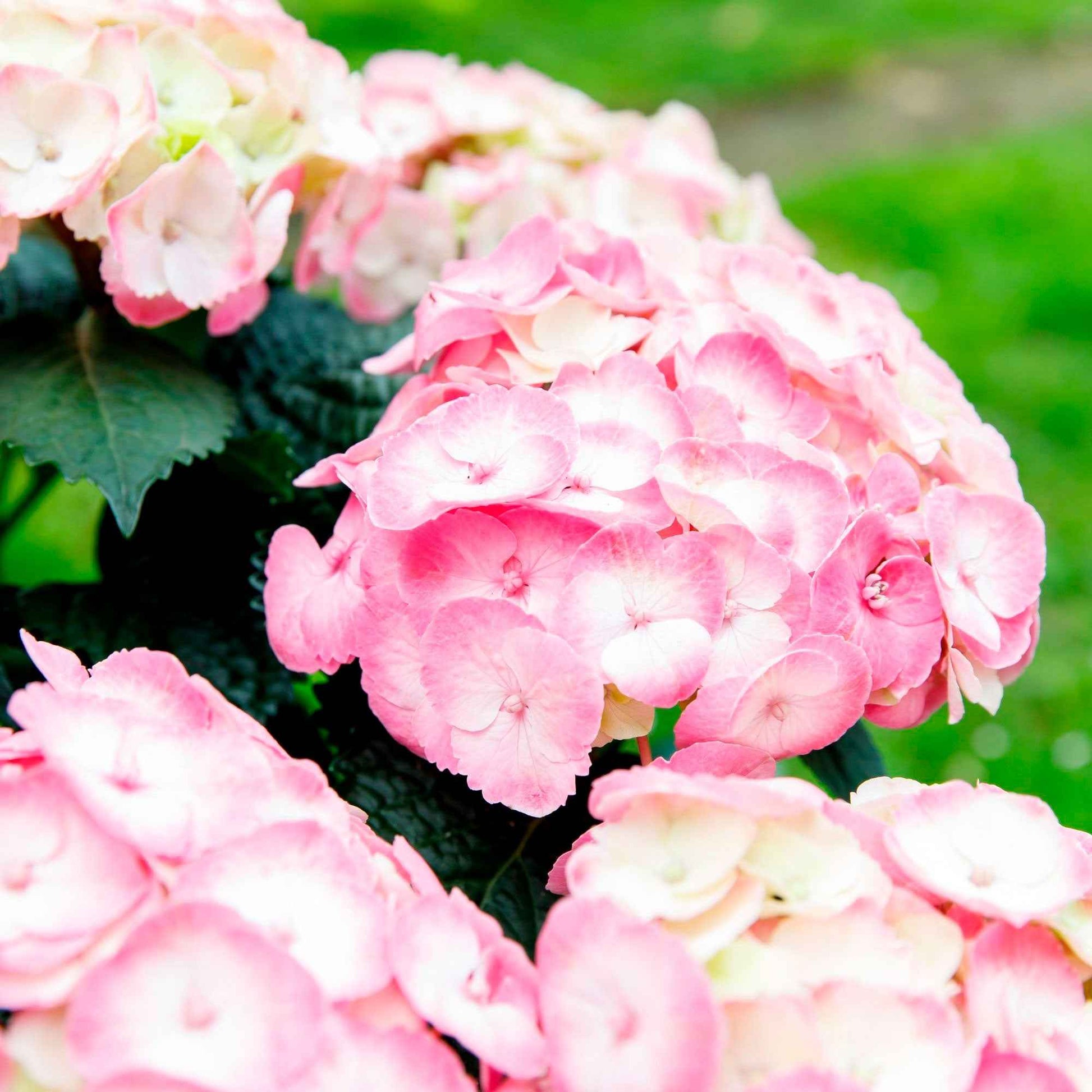 Hortensia paysan Hydrangea 'Dolce Chic' Rose - Arbustes à fleurs