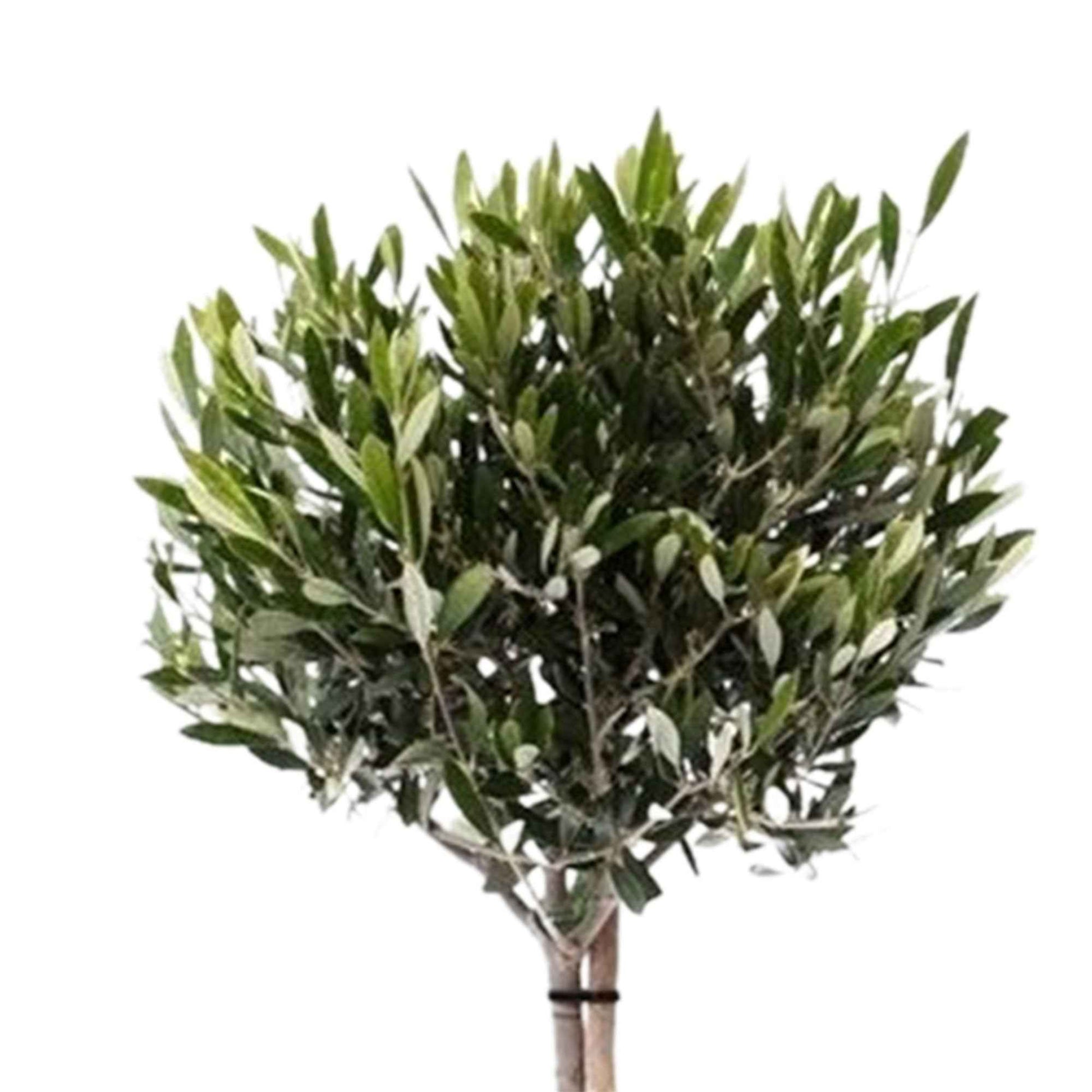 Olivier Olea europeana 85-95 cm - Caractéristiques des plantes