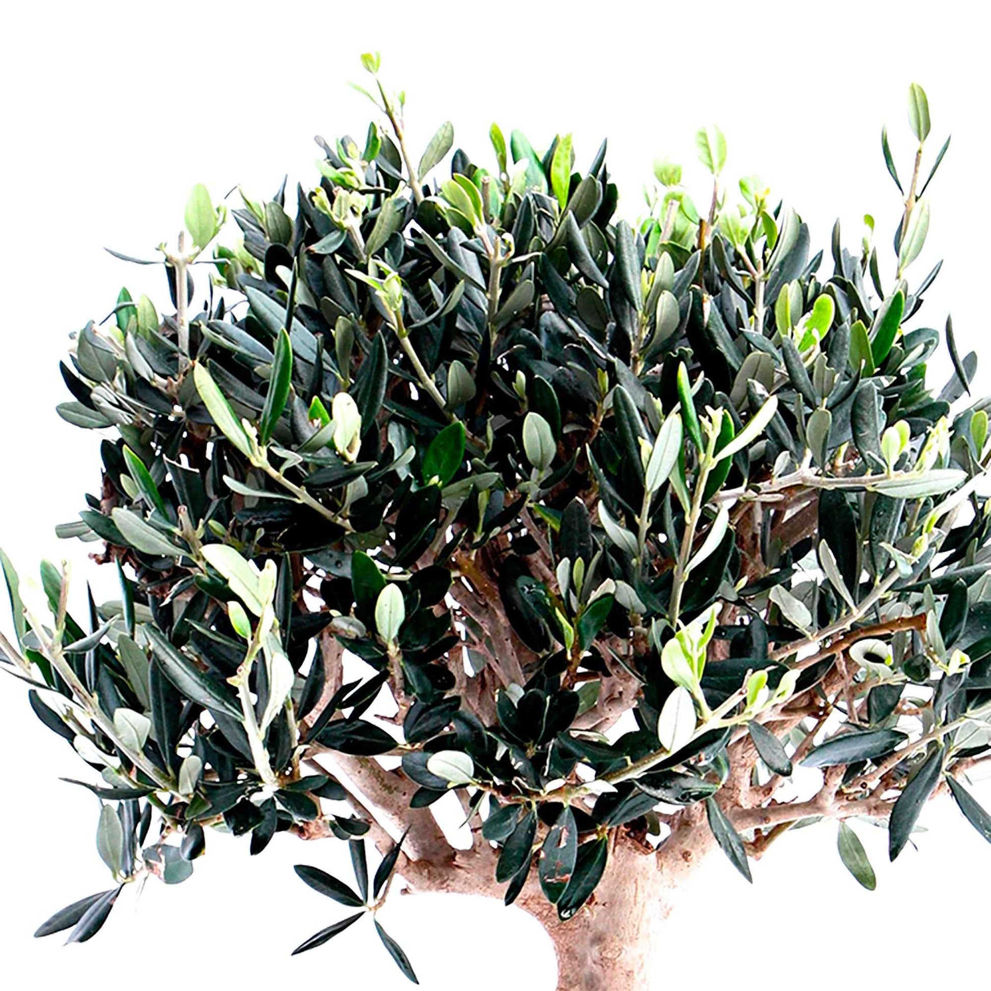 Olivier bonsaï Olea europeana 50-55 cm - Arbres et haies