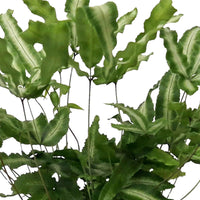 Ptéris de Crète Pteris albolineata - Petites plantes d'intérieur