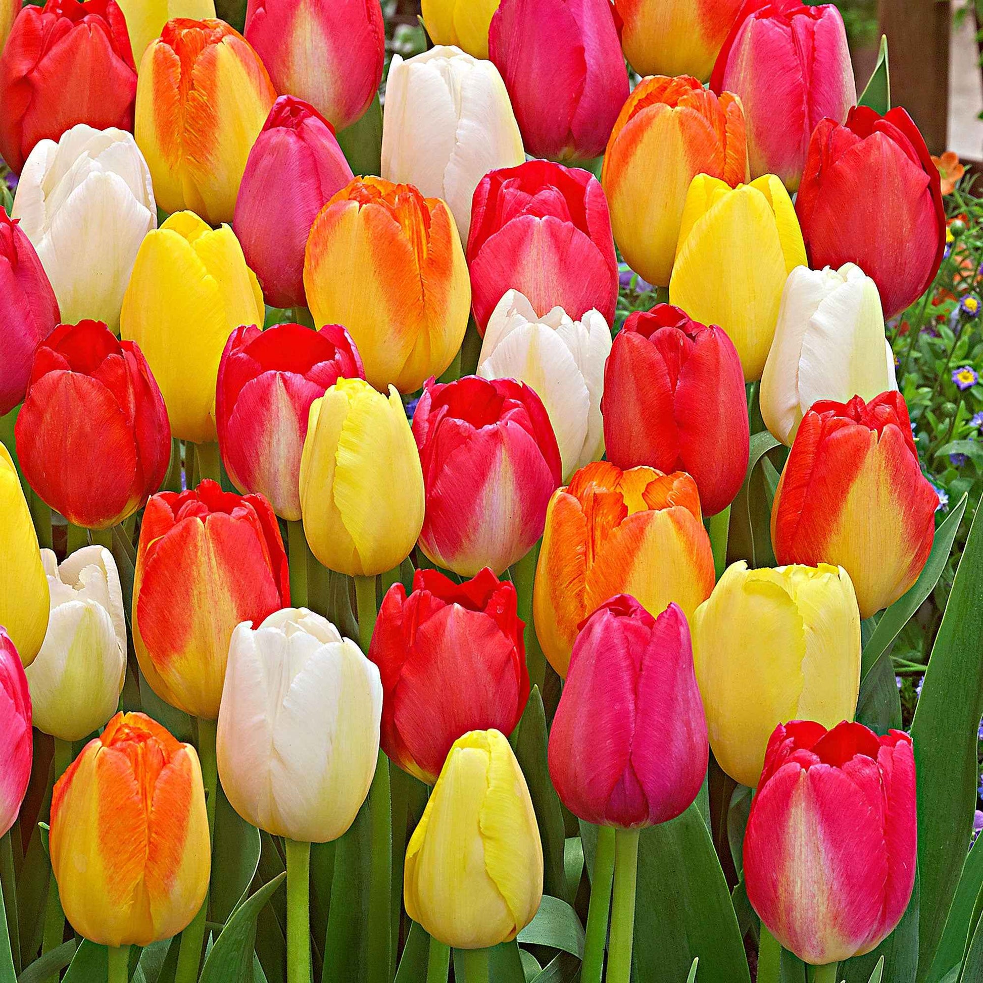 15x Tulipes - mélange - Bulbes de printemps