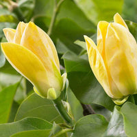 Magnolia 'Yellow Bird' jaune - Caractéristiques des plantes