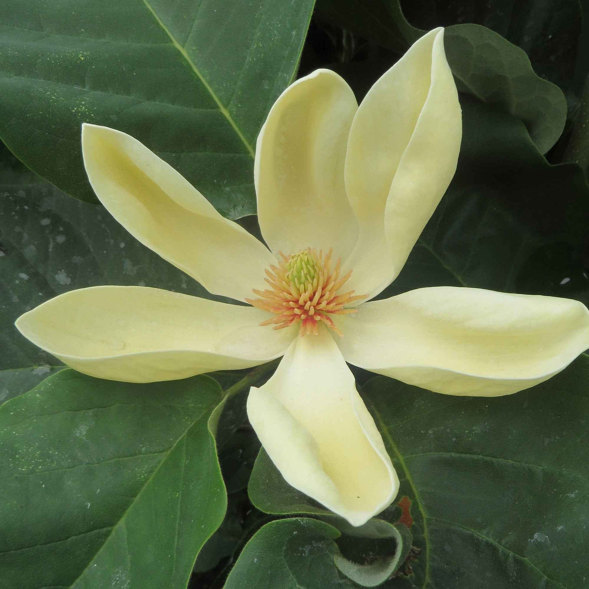 Magnolia 'Yellow Bird' jaune - Arbustes fleuris