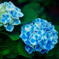 Hortensia paysan Hydrangea macrophylla Bleu - Arbustes à fleurs