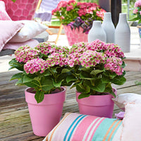Hortensia paysan Hydrangea 'Jewel Pink' Rose-Vert - Arbustes fleuris