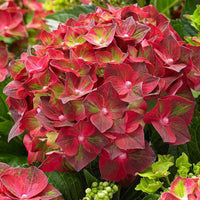 Hortensia paysan Hydrangea 'Ruby Tuesday' Rouge - Arbustes fleuris