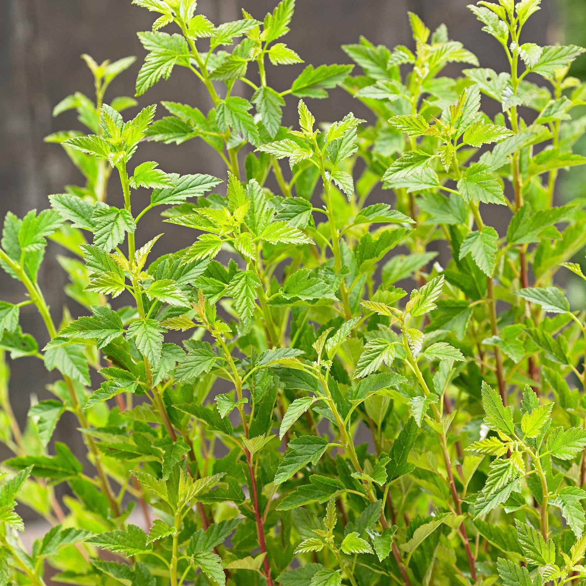 Spirée 'Little Greeny' blanche - Rustique - Arbustes fleuris