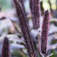 Pennisetum 'Purple Baron' - Caractéristiques des plantes