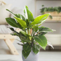 Philodendron 'Imperial Green' - Philodendron