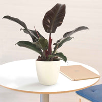 Philodendron 'Imperial Red' - Philodendron