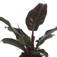 Philodendron 'Imperial Red' - Plantes d'intérieur