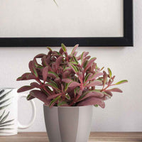 Peperomia Peperomia graveolens - Petites plantes d'intérieur