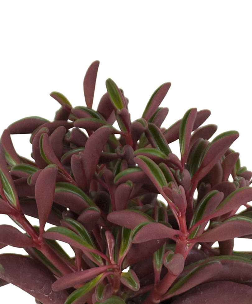 Peperomia Peperomia graveolens - Plantes d'intérieur