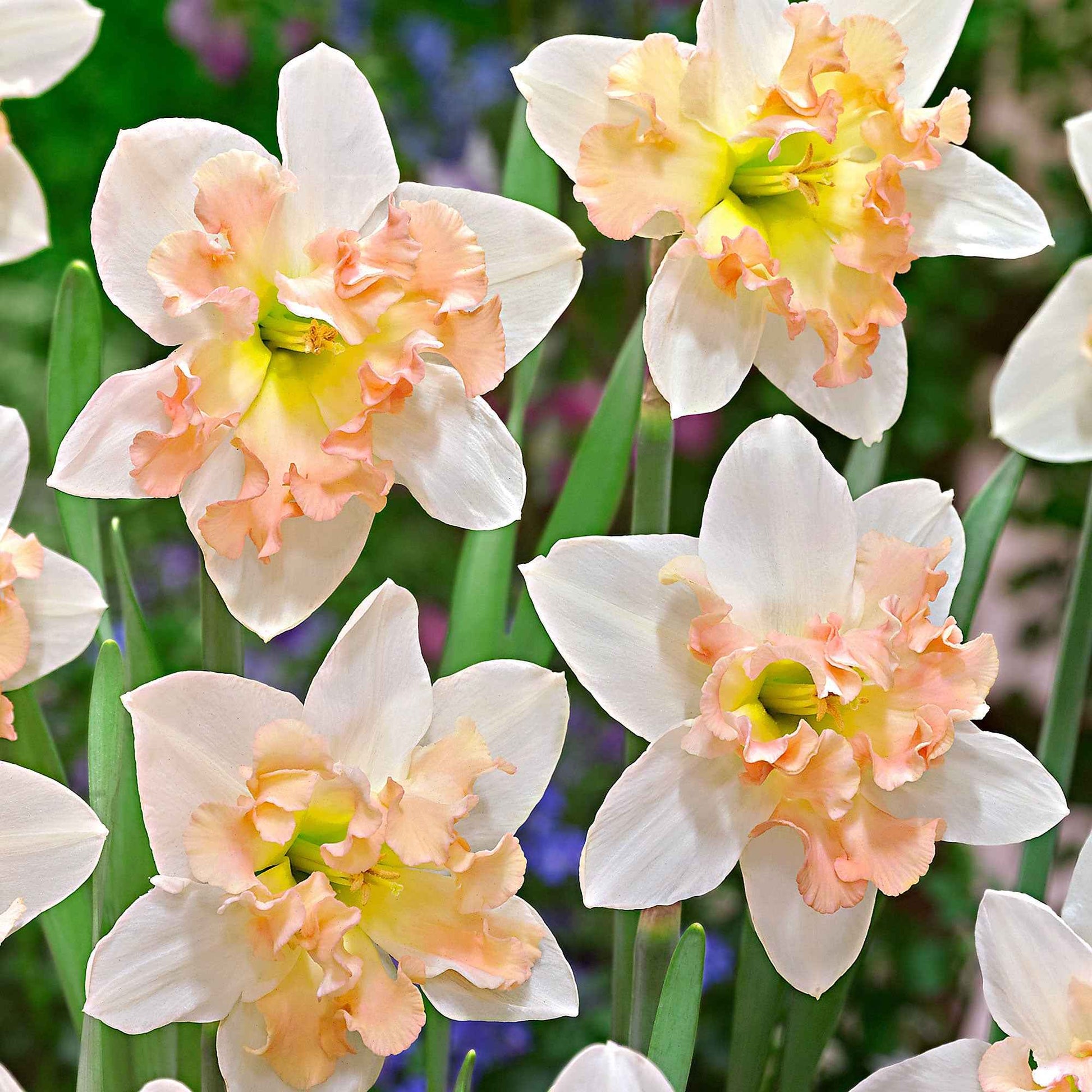 15x Narcisses Narcissus 'Palmares' blanc-rose - Bulbes de fleurs populaires