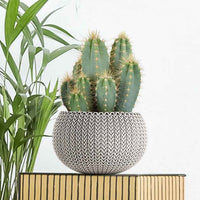 Cactus candélabre Pilocereus azureus - Facile d’entretien
