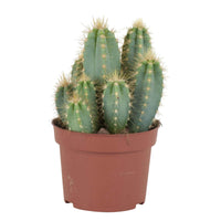 Cactus candélabre Pilocereus azureus - 1x hauteur de livraison 20-24 cm, pot de Diamètre 12 cm - Cactus - undefined