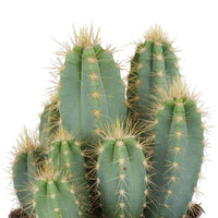 Cactus candélabre Pilocereus azureus - Petites plantes d'intérieur
