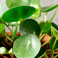 Plante à monnaie chinoise Pilea peperomioides avec pot décoratif - Plantes d'intérieur