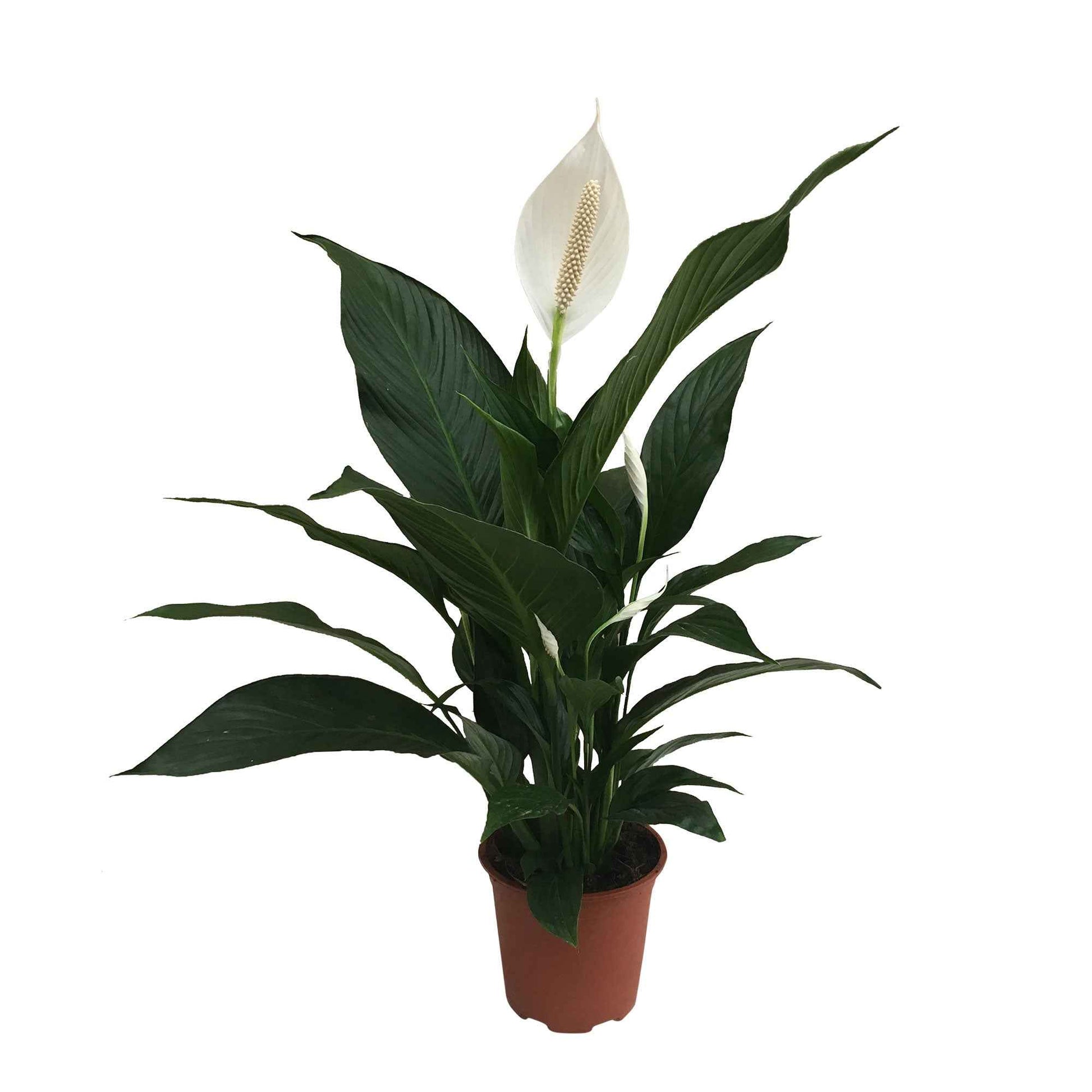 Fleur de lune Spathiphyllum 'Bingo Cupido' Blanc avec pot décoratif - Plantes d'intérieur : les tendances actuelles