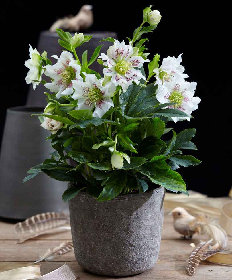 Rose de Noël Helleborus 'Hello Pearl' - Caractéristiques des plantes