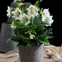 Rose de Noël Helleborus 'Hello Pearl' - Plantes de jardin à feuillage persistant
