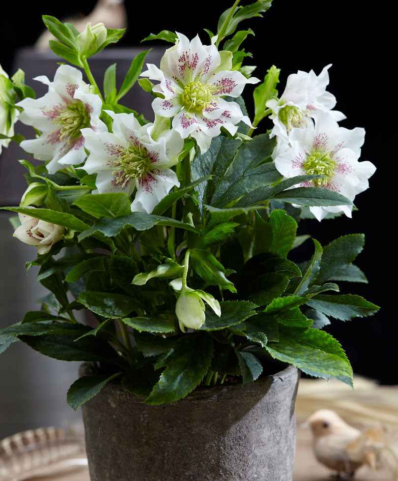 Rose de Noël Helleborus 'Hello Pearl' - Plantes de jardin fleuris