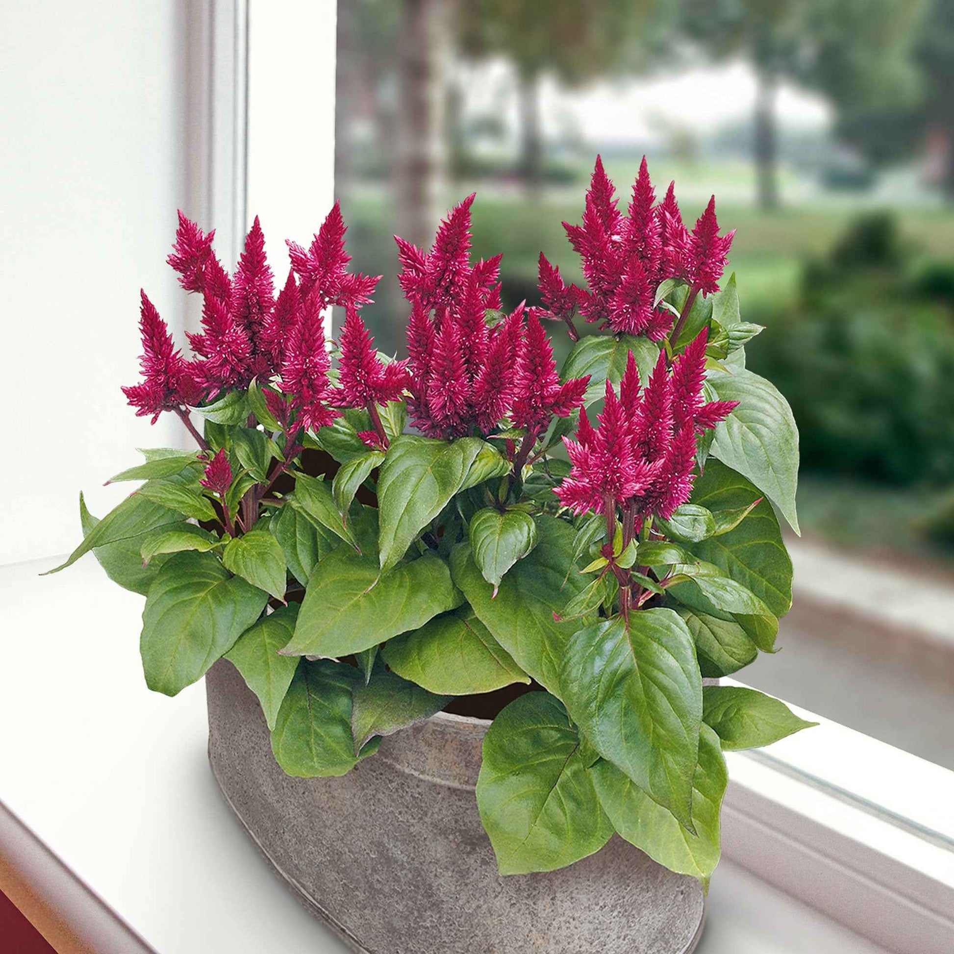Celosia 'Kosmo' Violet-Rouge - Caractéristiques des plantes