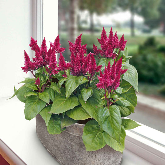 Celosia 'Kosmo' Violet-Rouge - Caractéristiques des plantes