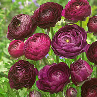 Doubles fleurs renoncule Ranunculus 'Purple Sensation' violet - Bulbes d'été