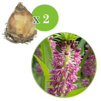 2x Plante-ananas 'Aloha Leia' - Bulbes de fleurs par catégorie