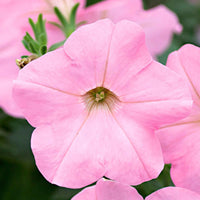 3x Petunia 'Soft Pink' Rose - Fleurs de balcon