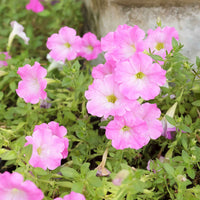 3x Petunia 'Soft Pink' Rose - Fleurs d'été